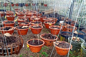 Mất trộm lan 4 tỷ, chủ nhân chóng váng nhập viện: Nghi người quen