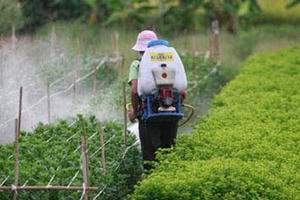 Gần 50% người xét nghiệm tại Hà Nội nhiễm thuốc trừ sâu trong máu