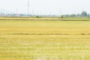 Nghệ An: Cận cảnh những cánh đồng lúa cháy khô vì hạn hán