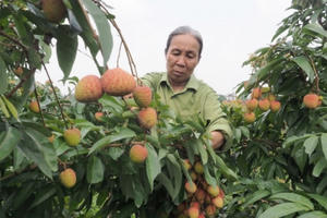 Xúc tiến tiêu thụ vải thiều chín sớm Tân Yên