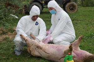 Nghệ An tiêu hủy 28 con lợn bị dịch tả châu Phi