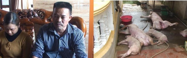 Thái Bình: Phát hiện cơ sở giết, mổ lợn chết, bốc mùi hôi thối.