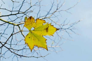 Truyện ngắn: Người cậu bị lãng quên giữa đời dâu bể