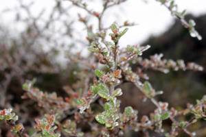 Nhiều địa phương xuất hiện băng giá, rốt ráo phòng chống rét đậm, rét hại