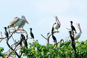 Cấp bách bảo tồn các loài chim hoang dã tại Việt Nam