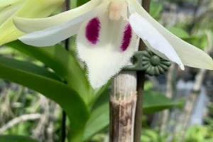 Chuyên gia chứng minh cấy mô Phi điệp đột biến dễ dàng