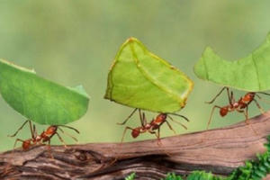 "Bệnh" để dành