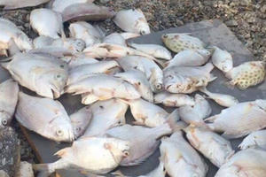 Nghệ An: Cá chết phủ trắng trên sông Hoàng Mai