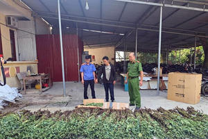 Hà Giang: Tạm giữ hình sự đối tượng trồng hơn 1.300 cây thuốc phiện trên nương ngô