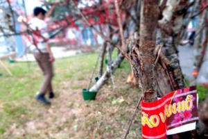 Bộ NN&PTNN nói gì về việc truy xuất đào rừng?