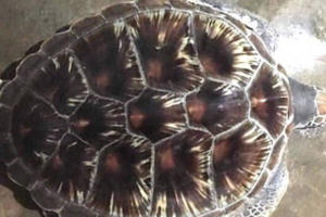 Nghệ An: Rùa biển quý hiếm nặng 11 kg được thả về với biển