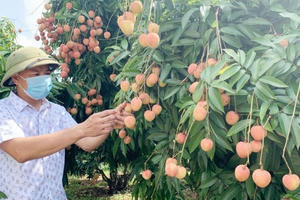 Quả vải thiều Bắc Giang sẵn sàng đến các thị trường mới