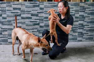 Cận cảnh đàn chó Phú Quốc bạc tỷ của “bóng hồng” xinh đẹp Hà Nội