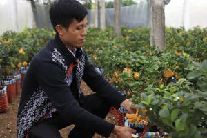 Lạ kỳ 'bàn tay Phật' trên chậu cây mini, anh nông dân thu tiền tỷ