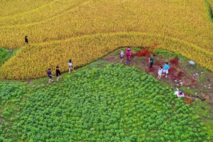 Mùa lúa chín ở Mù Cang Chải