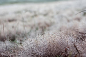 Chiêm ngưỡng "cánh đồng tuyết" độc nhất vô nhị