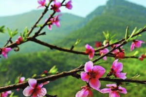 Thơ: Phố Mùa Xuân