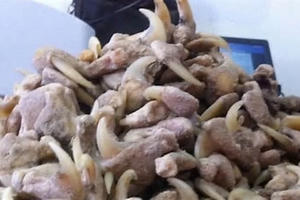 Tàng trữ trái phép xương, móng vuốt sư tử, một người bị phạt hơn 260 triệu đồng