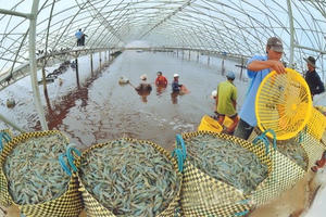 Xuất khẩu tôm Việt Nam đạt 3,9 tỷ USD