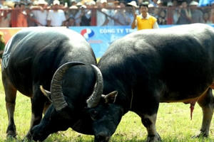 Ăn tiệc trong hang động Hạ Long, lễ hội chọi trâu hung hăng: Xâm hại những giá trị văn hóa để trục lợi