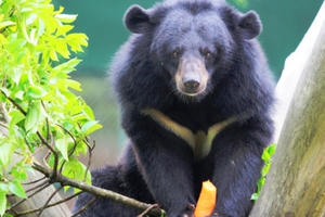 Khám phá Trung tâm cứu hộ Gấu lớn nhất ở Việt Nam