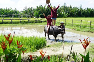 "Độc" nhất Hội An: Trang điểm, xịt nước hoa cho trâu... thu về đô la