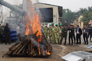 Tiêu hủy ngà voi - cần trở thành thông lệ ở Việt Nam