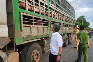 Gia Lai: Tạm giữ xe tải chở 54 con lợn nghi nhiễm dịch tả lợn châu Phi Gia Lai: Tạm giữ xe tải chở 54 con lợn nghi nhiễm dịch tả lợn châu Phi