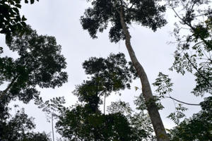 Bài 2: Đổi đời nhờ nghề “săn” dổi rừng