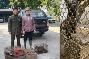 Bắc Kạn bàn giao nhiều cá thể cầy hương cho Trung tâm Cứu hộ động vật hoang dã Bắc Kạn bàn giao nhiều cá thể cầy hương cho Trung tâm Cứu hộ động vật hoang dã