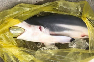 Nhồi ma túy vào bụng cá để vận chuyển thì bị công an bắt giữ