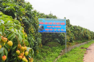 Vải thiều sớm Tân Yên sẵn sàng "xuất ngoại"