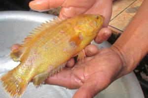 Đà Nẵng: 10 triệu không mua được con cá rô 300 gram!