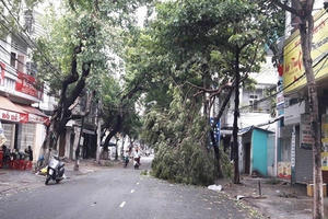 Đà Nẵng: Cây ngã đổ, bật gốc tại nhiều tuyến đường sau bão