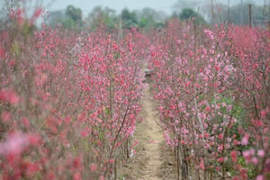 Cảnh sắc rực rỡ trong thủ phủ đào lớn nhất miền Bắc