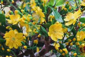 Độc đáo cây mai 'khủng' được tạo nên từ 35kg đất sét