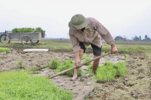 Bà con nông dân rộn ràng xuống đồng đầu năm mới