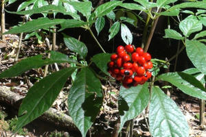 Kon Tum phê duyệt Dự án mở rộng phạm vi bảo hộ chỉ dẫn địa lý sâm Ngọc Linh