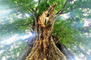 Những “báu vật” của bản Nật Trên trường tồn cùng thời gian