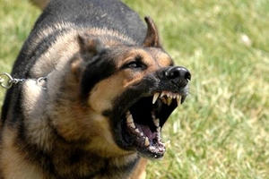 Có khởi tố… vụ con chó cắn chết người tại Thanh Hóa?