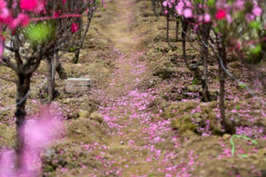 Đào Nhật Tân bung nở, rụng đỏ gốc: Khách kéo nhau chụp ảnh, nông dân thẫn thờ lo "trắng tay"