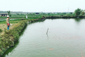 Đỏ rực cả làng, hàng tấn cá chép chuẩn bị Tết ông Táo