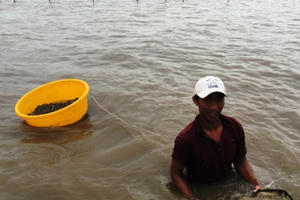 Cà Mau: Khởi tố vụ trộm sò huyết giống