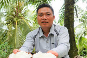 Sắp tổ chức Festival 100 năm cây dừa sáp Trà Vinh