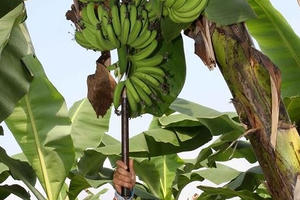 Tiếp thêm động lực cho đồng bào vùng cao Lào Cai làm giàu