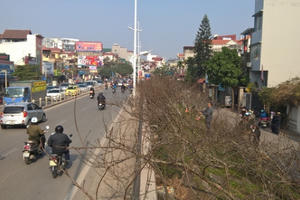 Những "vườn" đào rừng tiền tỷ dài cả cây số ở phố Âu Cơ