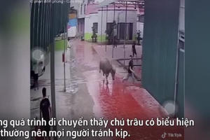 Video: Kinh hoàng cảnh "trâu điên" đuổi húc khiến nhiều người bỏ chạy tán loạn
