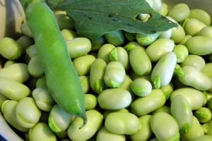 13 loại thực phẩm chứa độc tố tự nhiên cần tránh xa