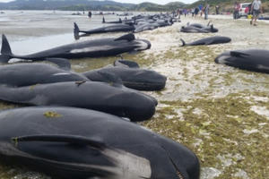 Kì lạ: Hơn 400 con cá voi mắc cạn ở New Zealand sau một đêm