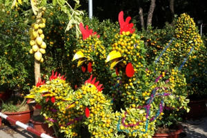 TP HCM: Rực rỡ sắc màu chợ hoa Tết